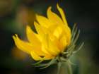 Blossom of the Maximillian sunflower, New Mexico Art Print